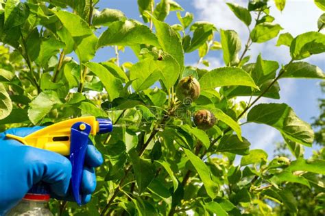 Treatment Of Apple Tree Branches In Summer With A Fungicide Against