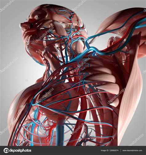 Anatomia Do Tronco Humano Fotos Imagens De Anatomyinsider