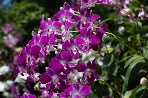 Premium Photo | Beautiful purple orchid flower in the garden