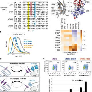 MTCH2 is a master regulator of outer membrane function. (A) (Top) SLC25 ...