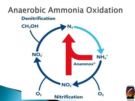 Ppt Nitrogen Removal In Anaerobic Ammonium Oxidation Bioreactors Powerpoint Presentation Id