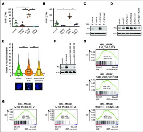 Pml Induces Expression Of Elane I F A B Expression Of Elane In Tpm