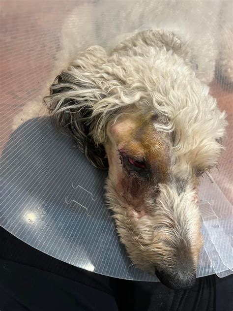 Griffin's Journey with Masticatory Muscle Myositis