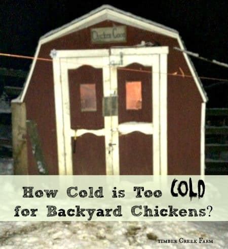 Too Cold For Chickens Timber Creek Farm