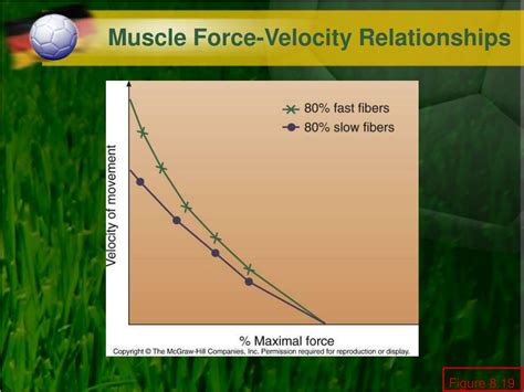 Ppt Chapter Skeletal Muscle Structure And Function Powerpoint