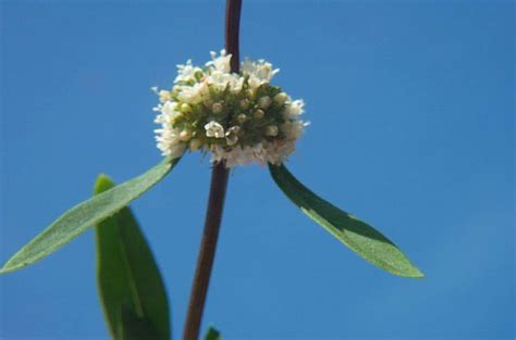 Whitehead Broom