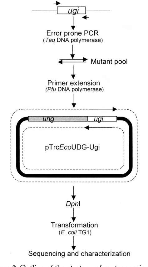 Figure From Mutational Analysis Of The Uracil Dna Glycosylase