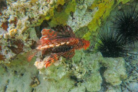 Red Lionfish Beautiful But Destructive Fish In The Red Sea Pterois Is