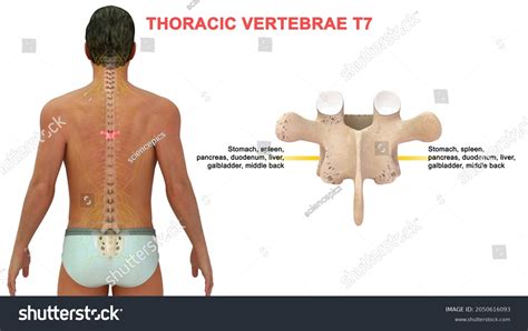 Thoracic Vertebrae T7 Bone Anatomy Labeled Stock Illustration ...