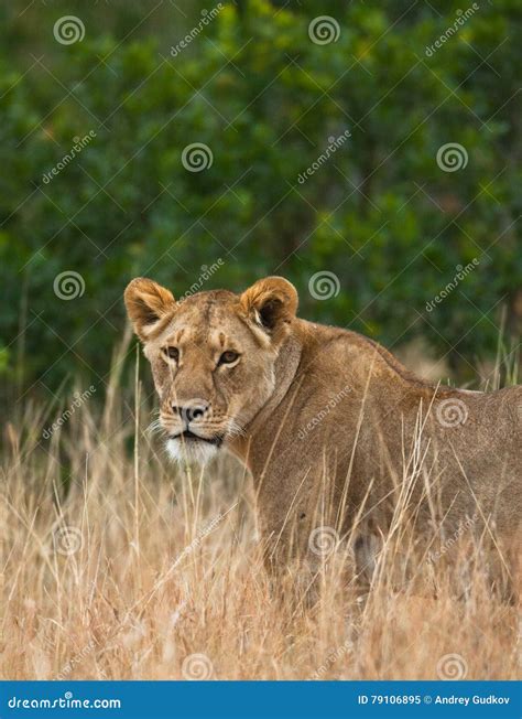 Lioness in the Savannah. National Park. Kenya. Tanzania. Masai Mara