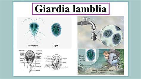 Giardia Lamblia Transmission Bios Pics