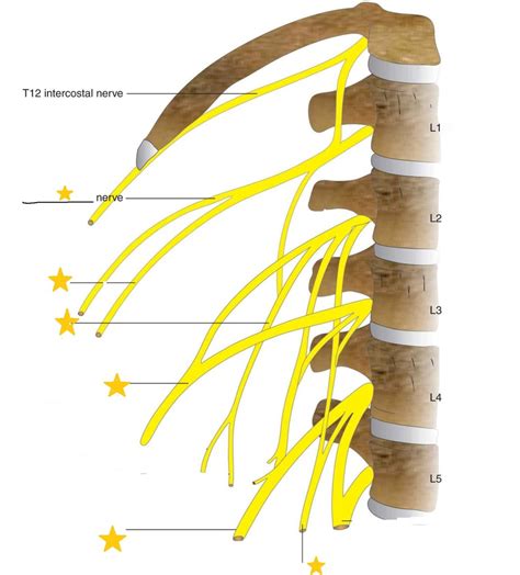 Anatomy Exam 3 Diagram Quizlet