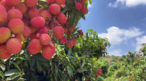 Lychee Garden Litchi Orchard Juicy Sweet Tropical Fruit Ripe Lichee