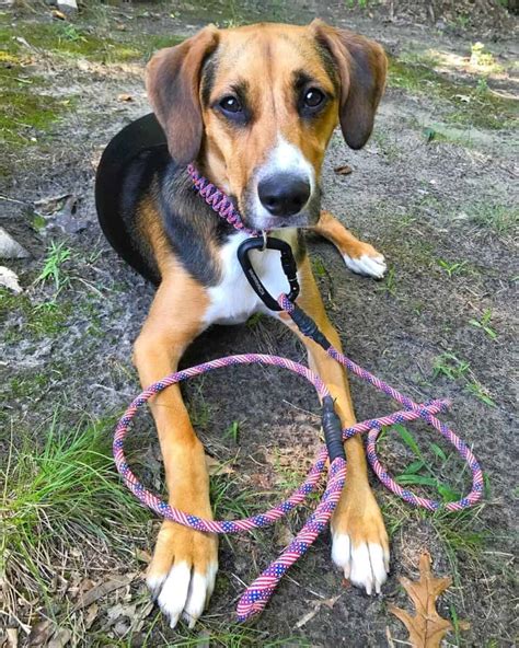 Boxer Hound Mix: Breed Info, Pictures, Traits & Facts