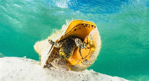 Bahamian Queen Conch Fishery