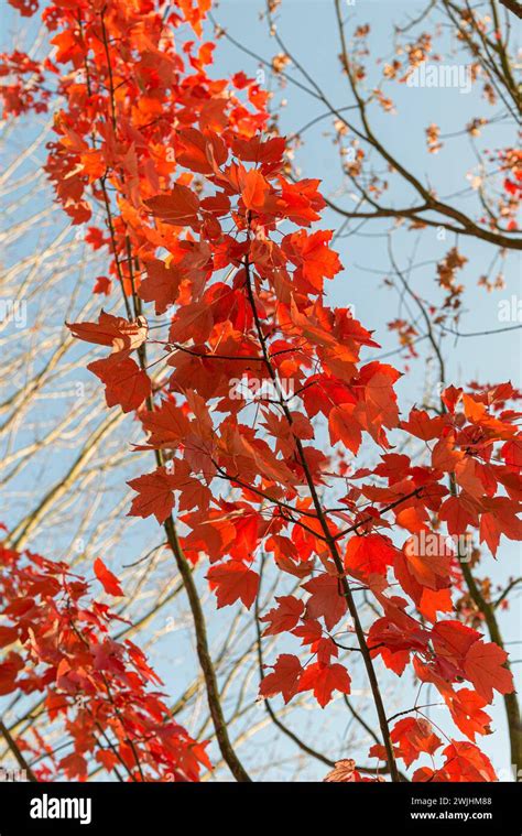 Red Maple Acer Rubrum October Glory Stock Photo Alamy