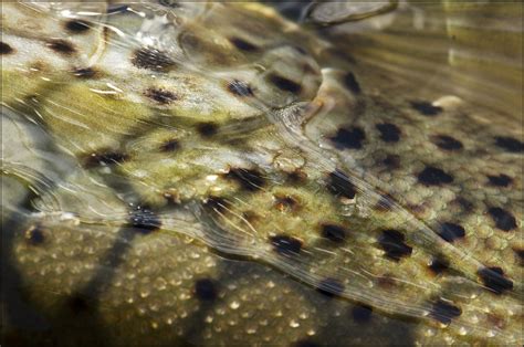 Brown Trout Skin Spots A Beautiful Lake Run Brown No Crop Flickr