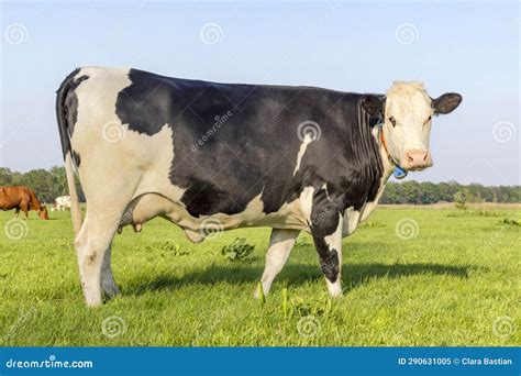 Cow Milk Cattle Black And White Standing Livestock Udder Large And