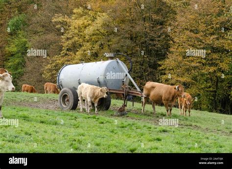 Cow Cows Cattle Livestock Hi Res Stock Photography And Images Alamy