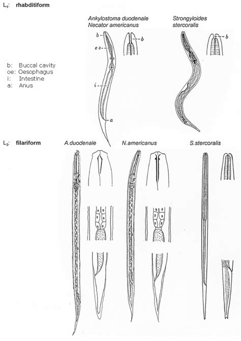 Helminth Infestations Service Publication 6