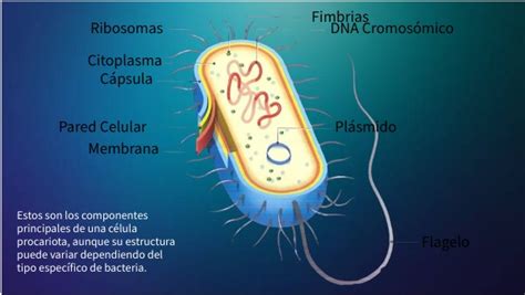 CÉlula Procariota