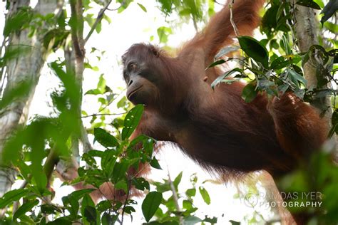 Indonesia Wildlife – Ramdas Iyer Photography