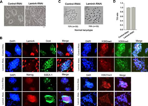 Characterization Of IPS Cell Lines Generated From Lamin A RNAi MEFs