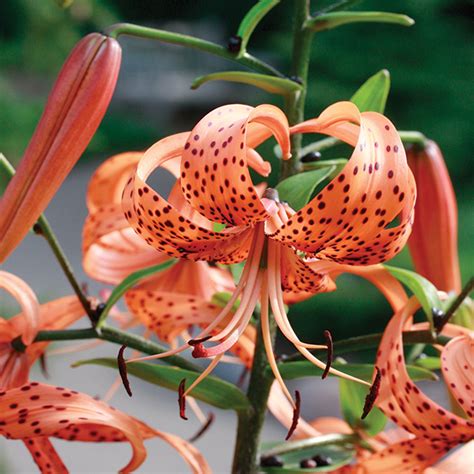 ORANGE TIGER LILY - Foothills Nurseries