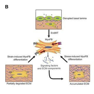 Key Signatures Of Fmt A Influence On Cytoskeletal Arrangement And