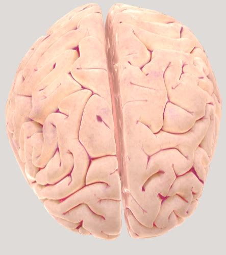 Ch Modulation Of Movement By The Basal Ganglia Flashcards Quizlet