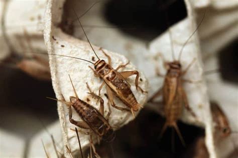 Why Do Crickets Make Noise 5 Important Facts Uphomely