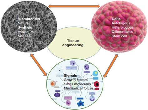 Frontiers Advances In Engineering Human Tissue Models 41 Off