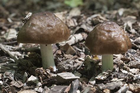 Deer Mushroom Pluteus Cervinus High Quality Nature Stock Photos