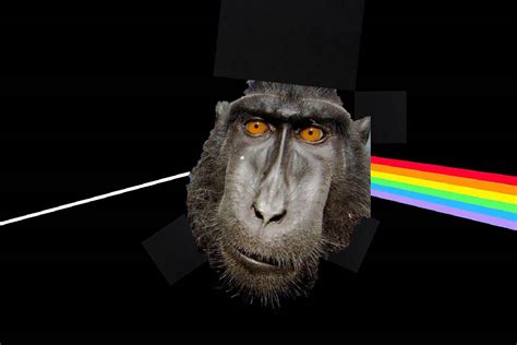 Dark side of the baboon : r/memes