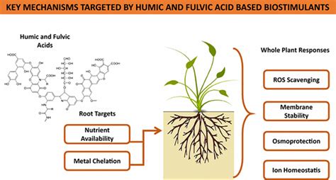 Humic And Fulvic Acid Solution Eutrema