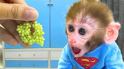 Baby Monkey Bon Bon Eats Mini Fruit And Playing With The Puppy And Baby