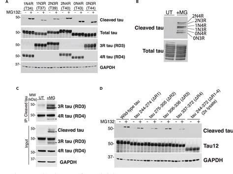 Activity Dependent Tau Cleavage By Caspase Promotes Neuronal