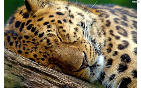 Animal Themed Wallpaper - 1920x1200 Wallpaper - teahub.io