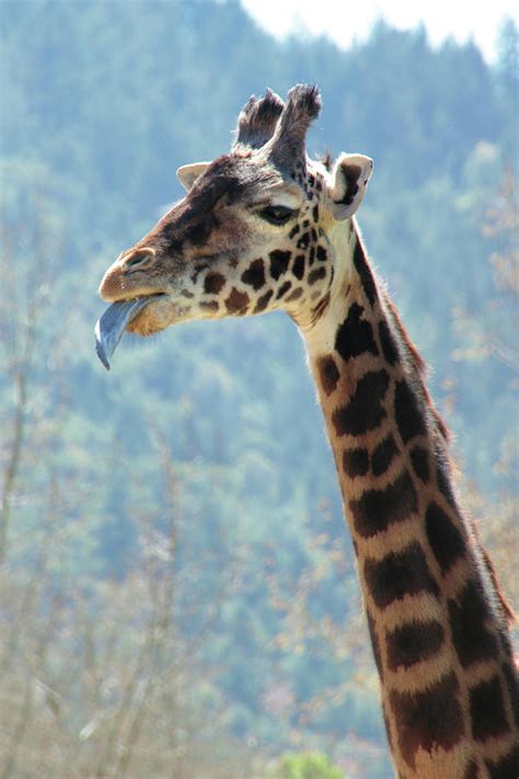 Blue Tongue Photograph by Pauline Darrow - Pixels