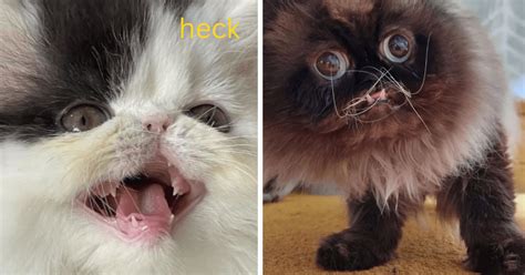 20+ Goblin Cats Who Are Ugly AF But Still Pretty Heckin' Cute - I Can ...