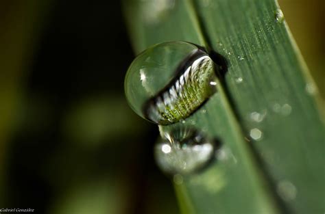 Free Images Water Nature Grass Drop Dew Leaf Flower Green