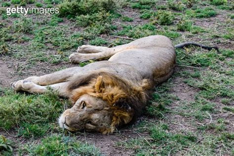 Lion Panthera Leo Resting In A Grass Serengeti National Park