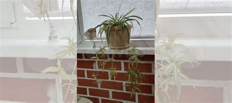 Хлорофитум купить в Краснодаре | Товары для дома и дачи | Авито