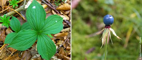 Vierbl Ttrige Einbeere Zur Blume Des Jahres Gew Hlt