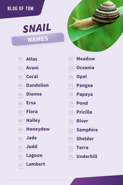 Sensational Snail Names Good Cute Funny Pet Names Snail