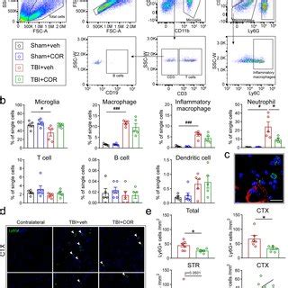 Effect Of Cordycepin On Peripheral Immune Cell Infiltration A