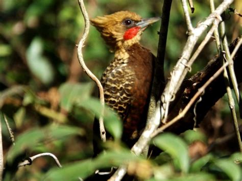 Foto Pica Pau Louro Celeus Lugubris Por Vinicius Santana Wiki Aves