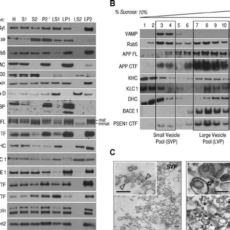 APP FL And APP CTF Cofractionate With Motor Proteins And Secretase