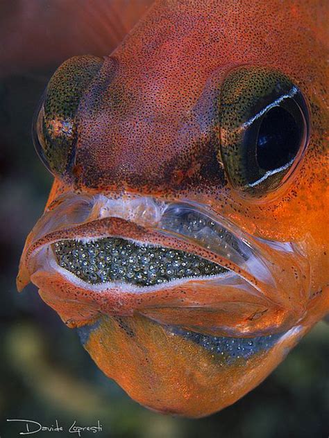 Tropical Fish In Underwater World