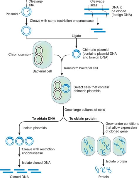 Use of Recombinant DNA Techniques in Medicine | Basicmedical Key